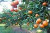 Nadorcott Citrus First