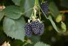 Aldi is investing in sweeter British blackberries