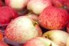 NZ New Zealand Royal Gala apples
