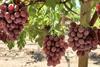 Sugrasixty grapes Sun World