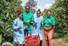 Kenyan avocados picked MUST CREDIT Karakuta Farm