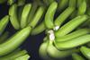 Ecuador Bio-Bananen - Produktion & Verpackung (40)