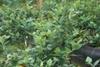 Blueberry plant numbers are on the up at Hargreaves