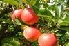 Discovery apples