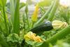 Zucchini - AdobeStock