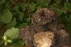 Morrisons stocks pricey truffles
