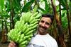 FLP Fairtrade bananas