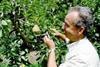 Michel Fabre sizes up this summer’s pear crop in the Rhône valley