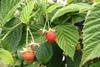 Spanish raspberries to last longer