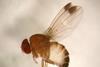 Adult Male SWD copyright EMR