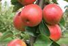 PremP109 Prevar pear