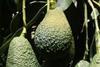 Chilean avos see crop fall