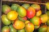 Maersk schifft erste Mangos aus Indien nach Europa