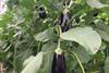 BE aubergines