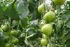 Michael Ofran’s tiger tomatoes