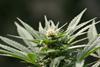Cannabis