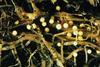 Potato Cyst Nematode