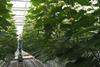 NLG cucumber growing