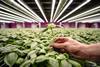 A vertical farm's climate change impact can be reduced by using renewable energy