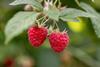 CH Swissfruit berries himbeeren-schweizer-obstverband_54626003284_l