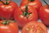 Californian tomato worry