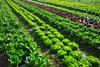 Tomer warns that a varietal trial is only a step toward commercialising a variety, not commercialisation itself