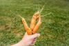 Inconsistent growth due to heatwaves has left many carrots misshapen