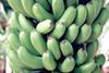 Greening the banana industry