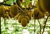 Zespri SunGold
