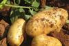 Kartoffeln/Sizilien: Begrenzte Verfügbarkeit bis Ostern aufgrund von „Salzwind“