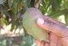 Kenyan mango Fpeak