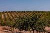 Sustainable EU Almond 4