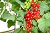 Rote Johannisbeeren