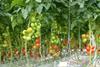 European tomato growers consolidate