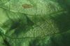 Lettuce crops under threat