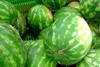 watermelons