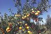 Tango mandarin tree