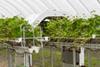 Thorvald 3 is treating 20 per cent of strawberry tabletops in the UK