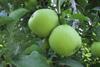Finding the right quality on Golden Delicious this season has been tough, say insiders