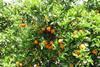 ES Valencia citrus