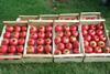 UR_Pomegranates from GranaSur Uruguay
