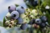 Florida blueberries