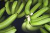 Ecuador Bio-Bananen - Produktion & Verpackung (40)