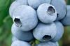 Titanium blueberries