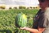 Murcia melons B