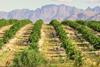 Lemon production South Africa Western Cape