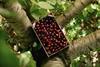 Spanish Picota cherries box in tree