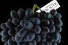 New seedless grape variety on water to UK