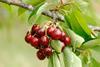 Kirschen - FV Photography_AdobeStock