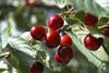 The Picota cherry crop has been revised downwards